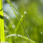 Dew on grass Wallpaper