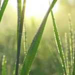 Dew on grass