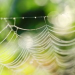Spider web