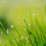Dew on grass