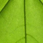 Leaf, backlit