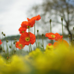 msn-wallpaper-jahr-2012-8