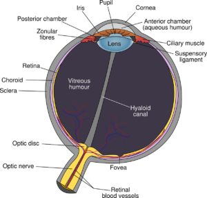 Auge Aufbau schematische Darstellung