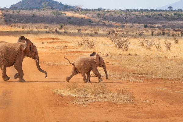 Foto von der Safari in Kenia