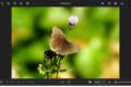Screenshot der Windows Fotoanzeige beim Öffnen eines Bildes mit Schmetterling auf Blume