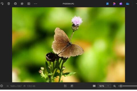 Screenshot der Windows Fotoanzeige beim Öffnen eines Bildes mit Schmetterling auf Blume